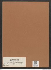 Synedra hyperborea var. flexuosa Grun. (de-Toni-Nr.: Genus 66, Species 2598) Zeichnungen Sammlung Grunow Mappe 02816 (Herbarium_W_Grunow_drawings_Folder_02816)